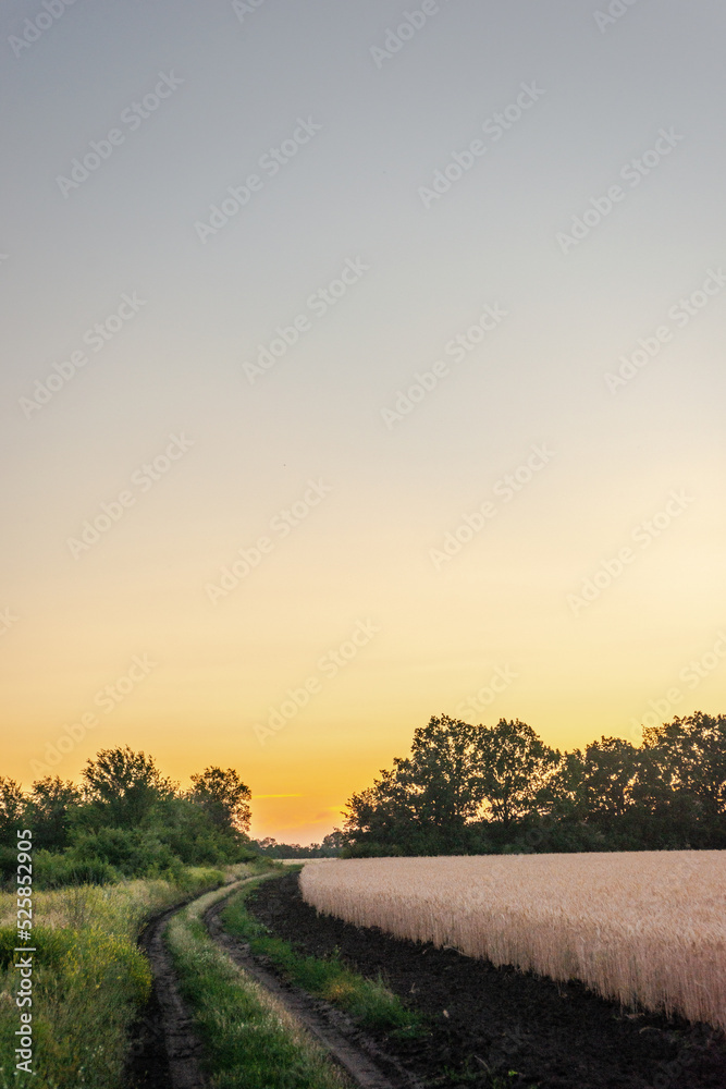 Fototapeta premium sunset on the road