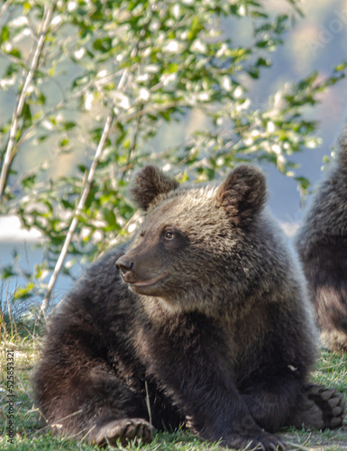 Young bear by the road, Romania