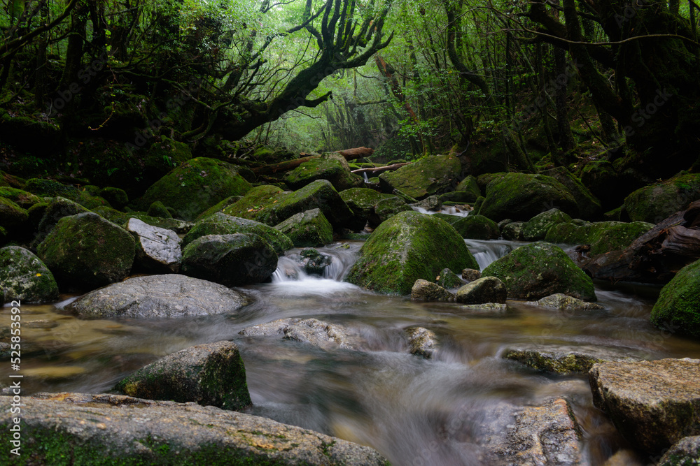 苔の森を静かに流れる川 苔の森を静かに流れる川