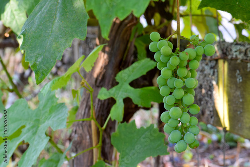 Grape Cluster with Trunk 01