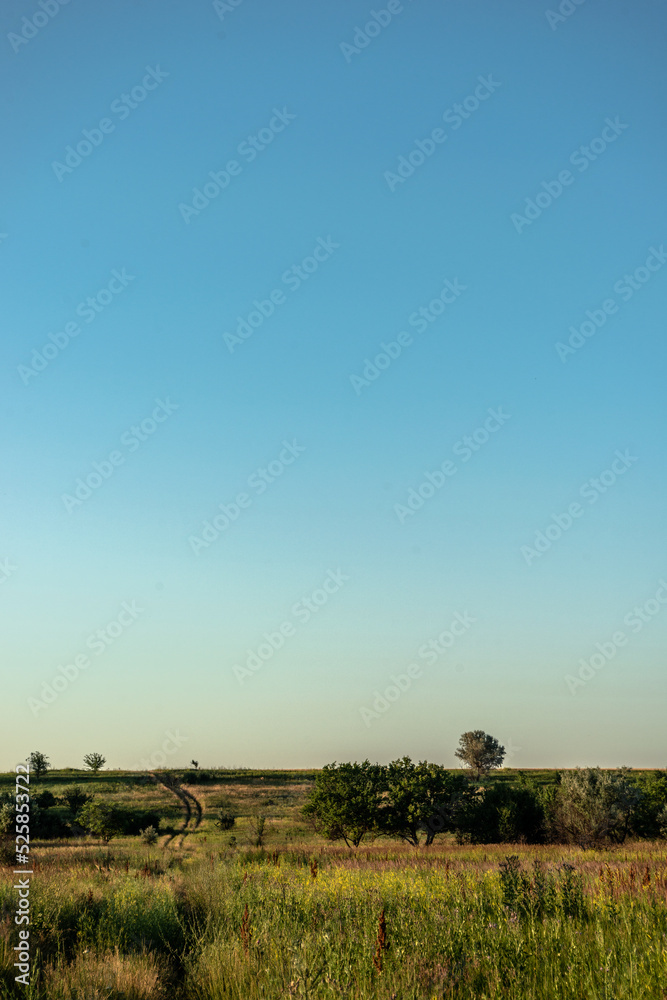Fototapeta premium landscape with trees and sky