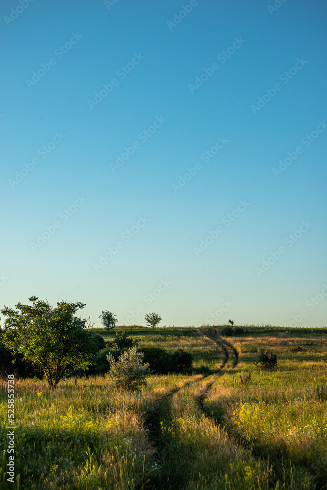 Fototapeta premium landscape with a tree