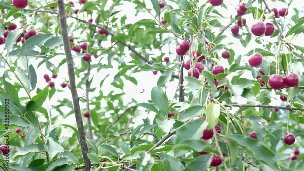 A bunch of bright red ripe cherries hanging on a branch of a cherry tree