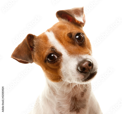 Fototapeta Transparent PNG Portait of an Adorable Jack Russell Terrier.