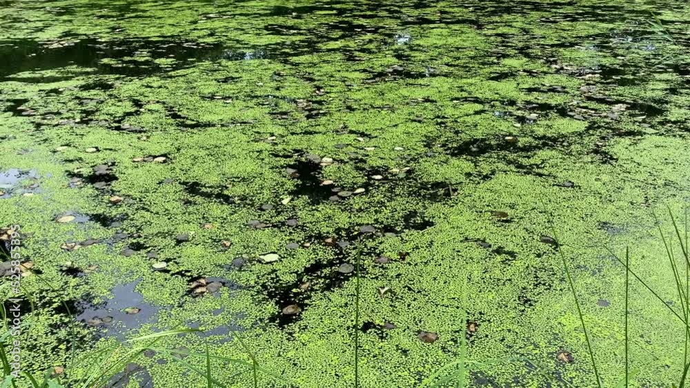 Swamp green algae on the marshes in close-up. Swamp green algae on the marshes in close-up.