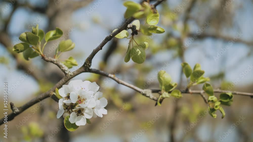 Spring apple flowers on apple branch trees blossom in the garden slow motion shot. Close-up apple blossom flower. Beautiful white flowers. Spring apple flowers on apple branch trees blossom in the garden slow motion shot. Close-up apple blossom flower. Beautiful white flowers.