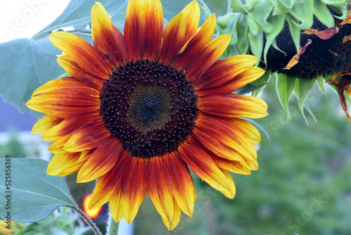 Red Ring Sunflower Mandala 02 photo