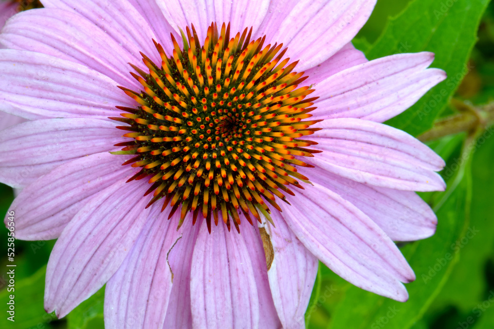 Coneflower Mandala 02 Coneflower Mandala 02