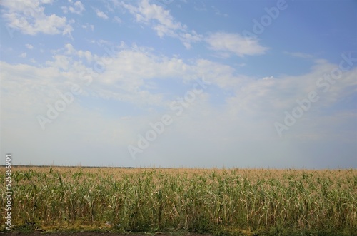 a field of corn. Corn is not ripe  growing