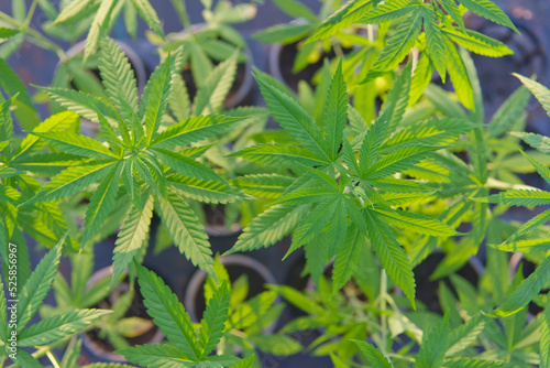 hemp leaves, Cannabis sativa plant background in farm marijuana plantations.