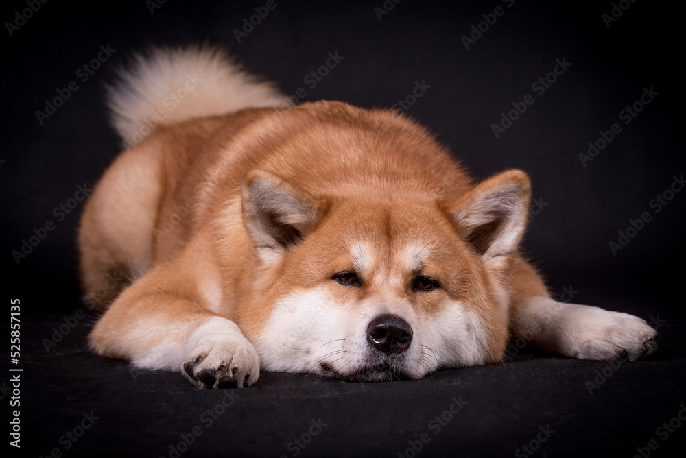 Portrait of Happy Akita Inu Dog