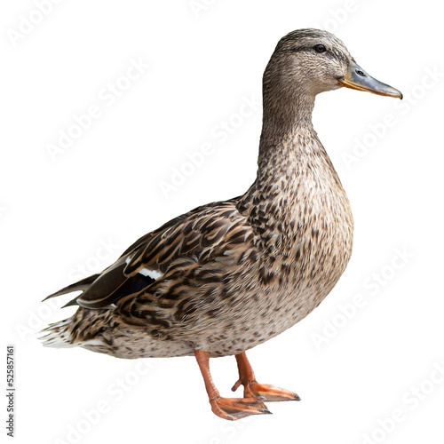 Mallard Duck Bird, PNG cut out on transparent background