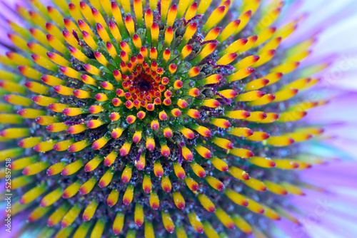 Cone Flower Spiral 06
