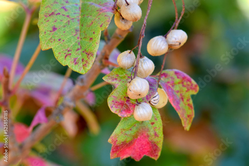 Poison Oak Berries 01 photo