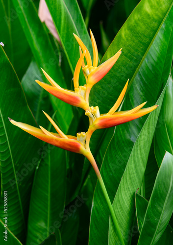 Bird of paradise flower blossom in botanic garden