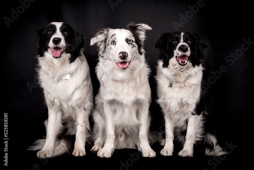 portrait of the Border Collie Dog © angloma