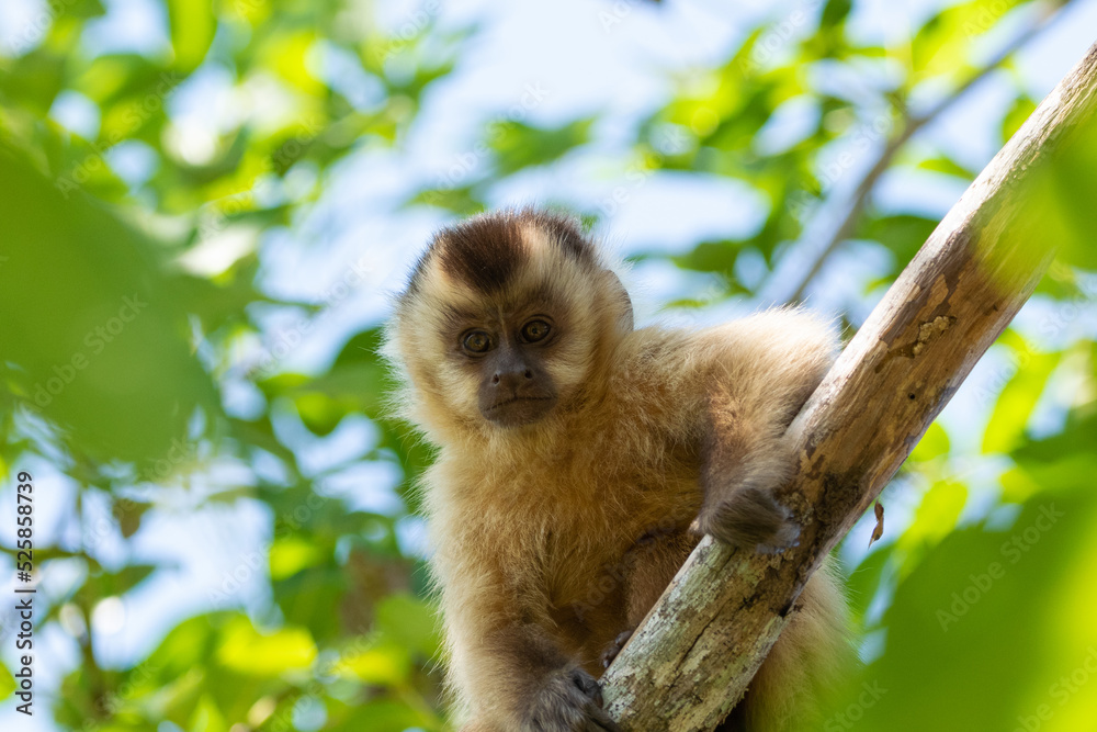 Fototapeta premium Capuchin Monkey looking at the screen