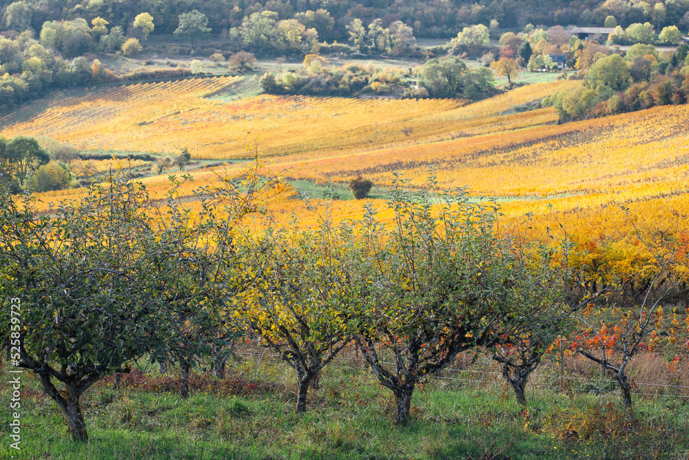 un verger et des vignes pendant l'automne. Des plantations agricoles en Bourgogne. Agricultures multiples. Un paysage agricole. Viticulture et agriculture