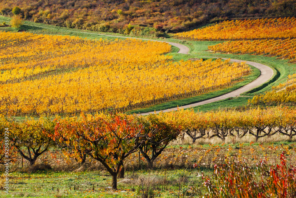 Une route sinueuse au milieu du vignoble pendant l'automne. Une route traversant des vignes et un verger. Des vignes en automne sur le flanc d'une colline. Un verger et des vignes pendant l'automne. Une route sinueuse au milieu du vignoble pendant l'automne. Une route traversant des vignes et un verger. Des vignes en automne sur le flanc d'une colline. Un verger et des vignes pendant l'automne.