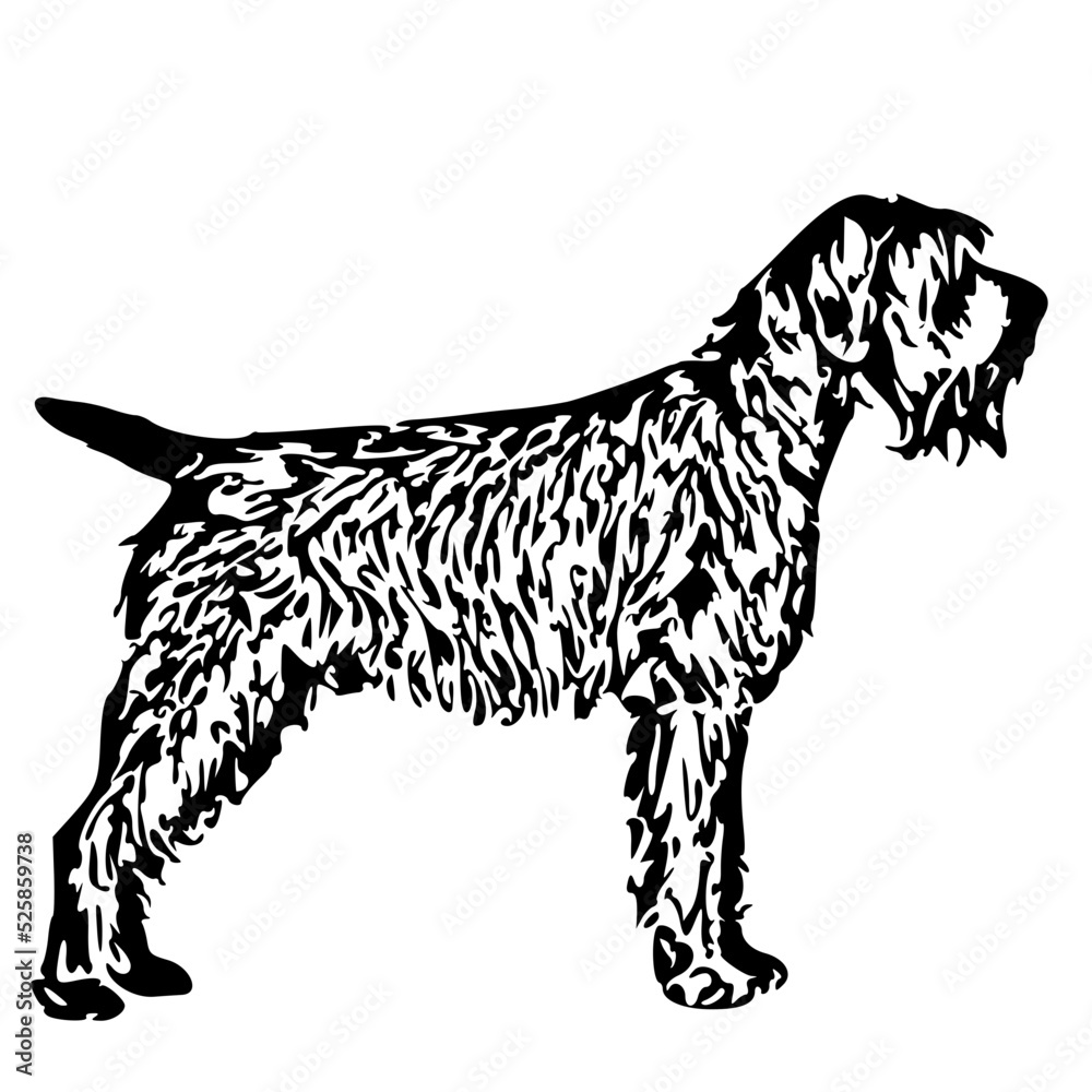 Wirehair Pointing Griffon