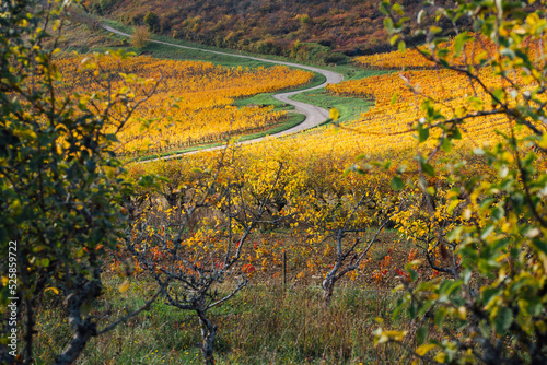 Une route sinueuse au milieu du vignoble pendant l automne. Une route traversant des vignes et un verger. Des vignes en automne sur le flanc d une colline. Un verger et des vignes pendant l automne.