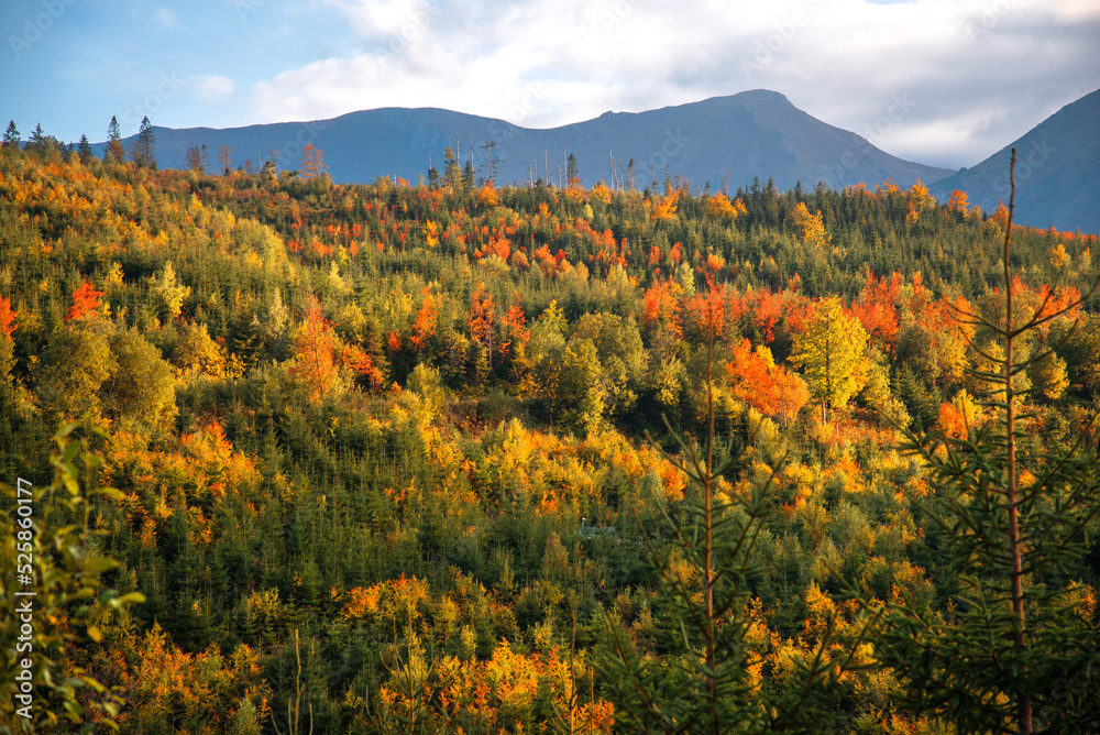 Beautiful colour trees in autumn. Colourful forest with the mountains in background. Slovakia nature. Beautiful colour trees in autumn. Colourful forest with the mountains in background. Slovakia nature.