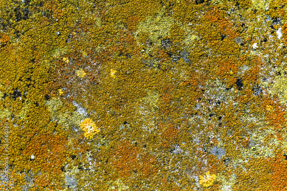 Close Up of Moss Lichen Urban Decay Texture Background Close Up of Moss Lichen Urban Decay Texture Background