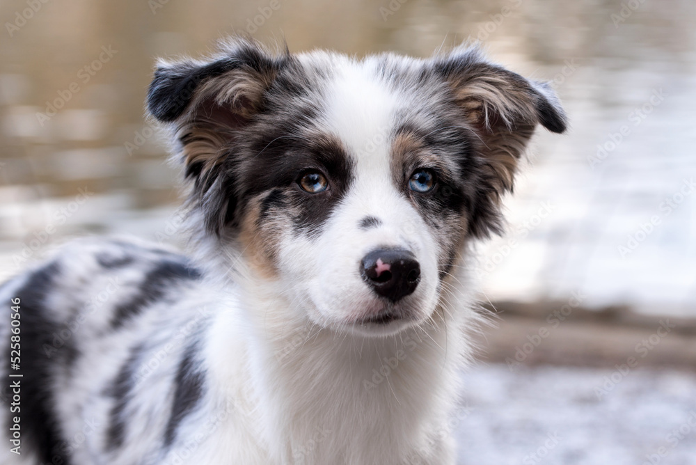 portrait of the Australian Shepherd Puppy dog