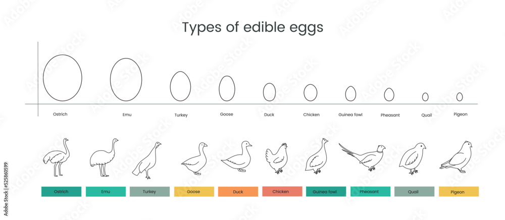 Types of edible bird eggs line icon, vector illustration.