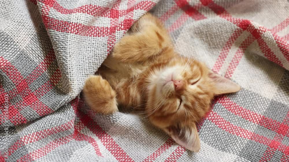 4k Cute ginger kittens sleeping on a blanket. Cat's dream. The concept ...
