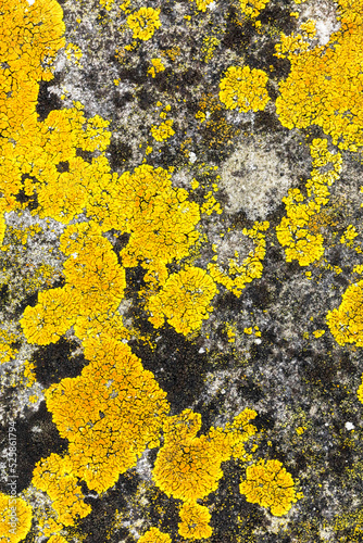 Close Up of Moss Lichen Urban Decay Texture Background