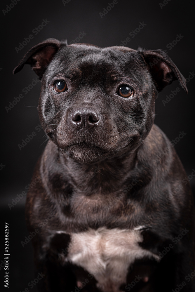 portrait of the Staffordshire Bull Terrier - Staffy, Stafford