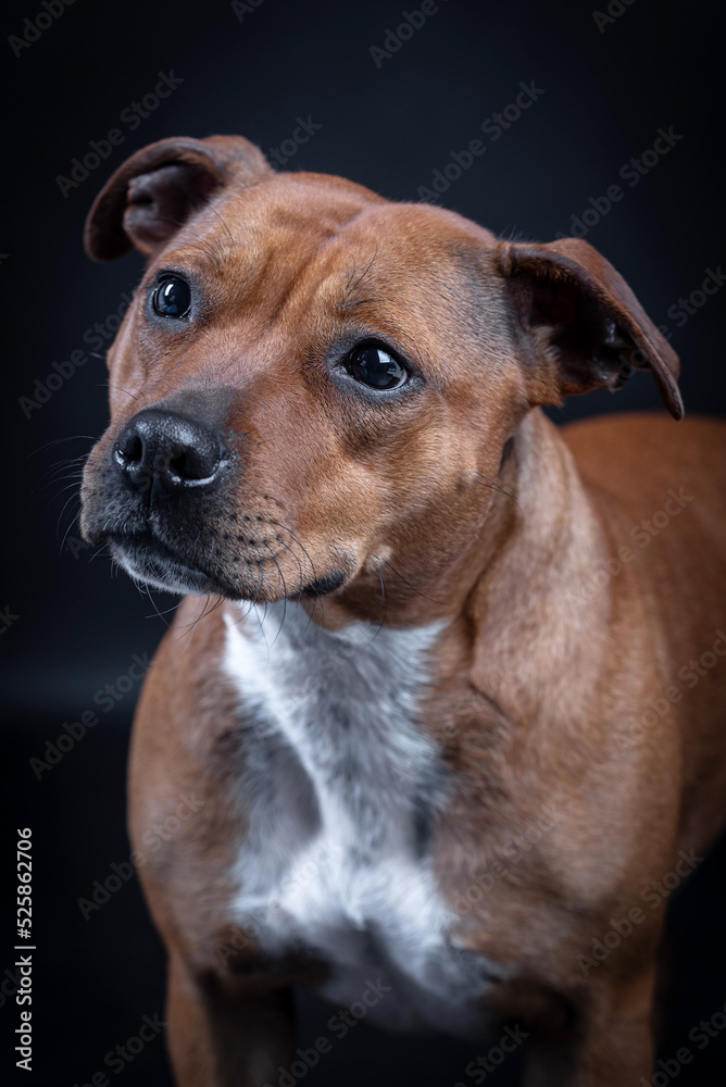 portrait of the Staffordshire Bull Terrier - Staffy, Stafford