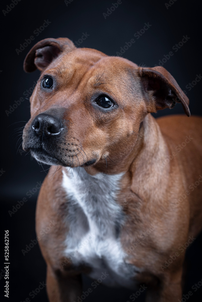 portrait of the Staffordshire Bull Terrier - Staffy, Stafford portrait of the Staffordshire Bull Terrier - Staffy, Stafford