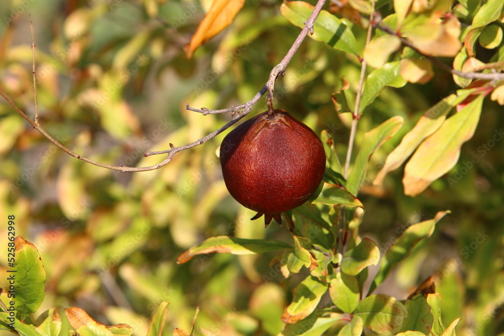 Pomegranates on a tree in a city park. Pomegranates on a tree in a city park.