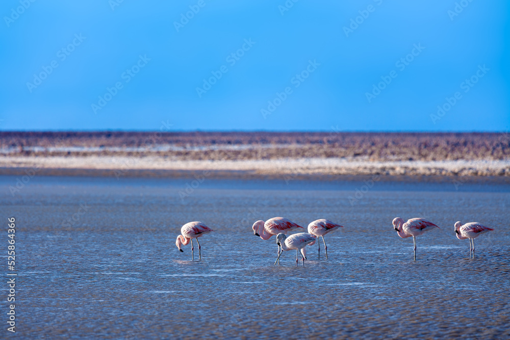 Flamingos at Chaxa lagoon in the middle of the Salar de Atacama (Atacama Salt Lake), Soncor, Atacama desert, Antofagasta Region, Chile, South America
