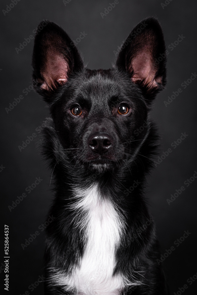 the portrait of black Mongrel, Mutt Dog the portrait of black Mongrel, Mutt Dog