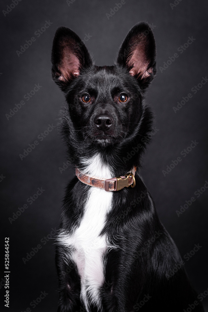 the portrait of black Mongrel, Mutt Dog the portrait of black Mongrel, Mutt Dog
