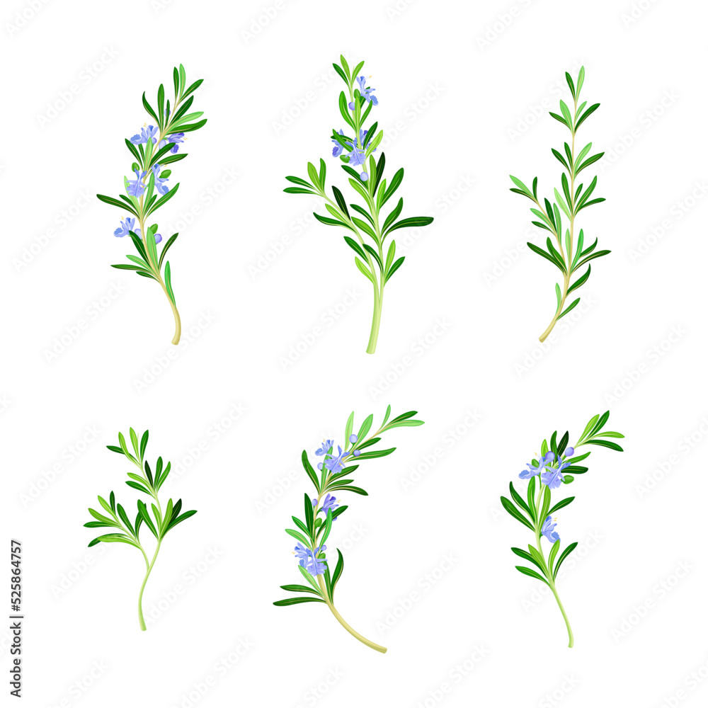 Obraz premium Set of sprigs of fresh flowering rosemary, Spice herb plant cartoon vector illustration