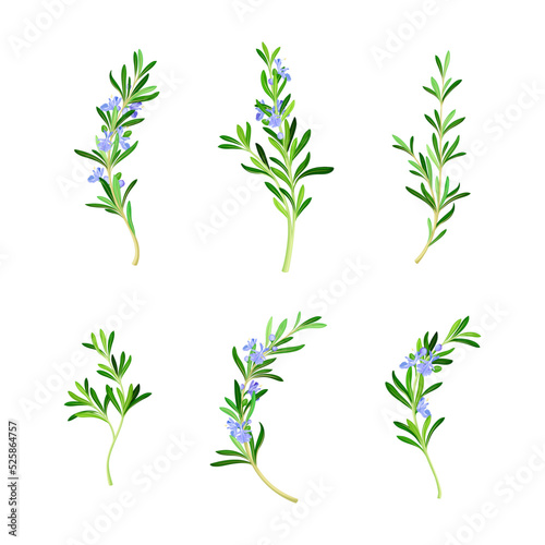 Set of sprigs of fresh flowering rosemary, Spice herb plant cartoon vector illustration