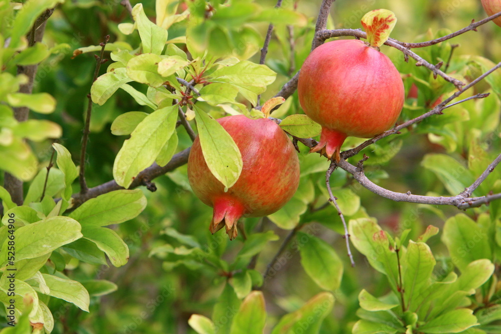 Pomegranates on a tree in a city park. Pomegranates on a tree in a city park.