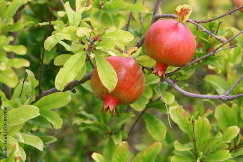 Pomegranates on a tree in a city park.