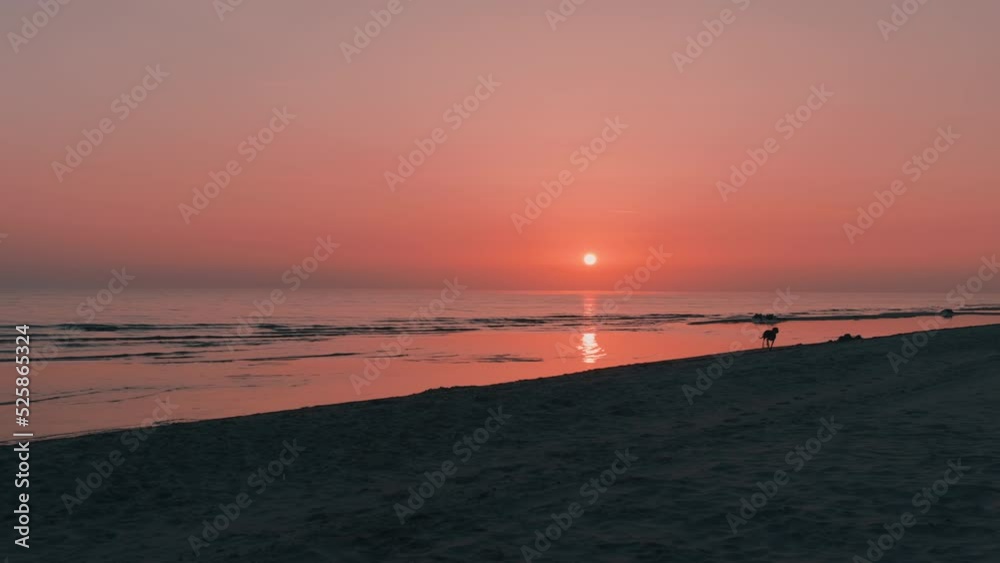 One Dog Running Along The Beach Silhouette At Sunrise One Dog Running Along The Beach Silhouette At Sunrise