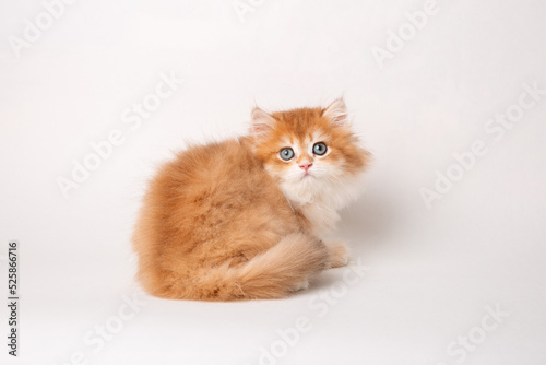 fluffy red kitten sitting on a white background