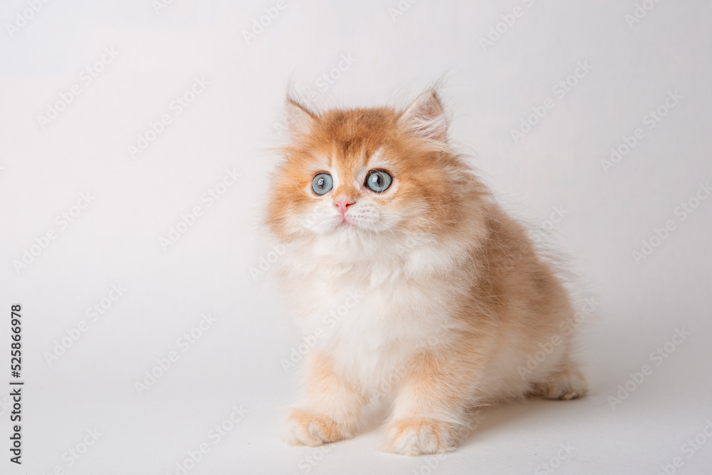 fluffy red kitten sitting on a white background fluffy red kitten sitting on a white background