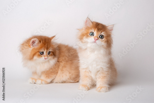 a group of red fluffy kittens sitting on a white background