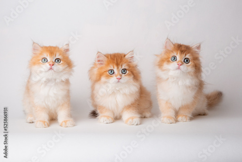 a group of red fluffy kittens sitting on a white background