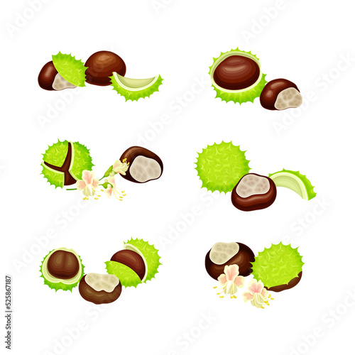 Horse Chestnut Brown Fruit and Green Spiky Capsule Shell Vector Set
