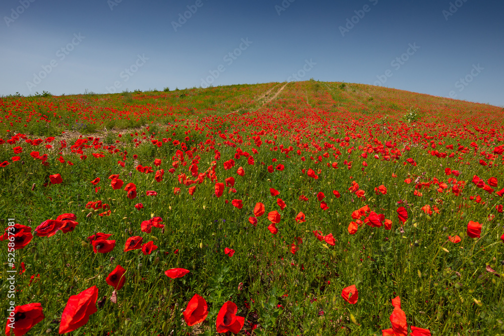 Amazing and large poppy field in Poland. The red color harmonizes beautifully with the blue of the sky. Summer landscape of the Opolskie Voivodeship. Amazing and large poppy field in Poland. The red color harmonizes beautifully with the blue of the sky. Summer landscape of the Opolskie Voivodeship.