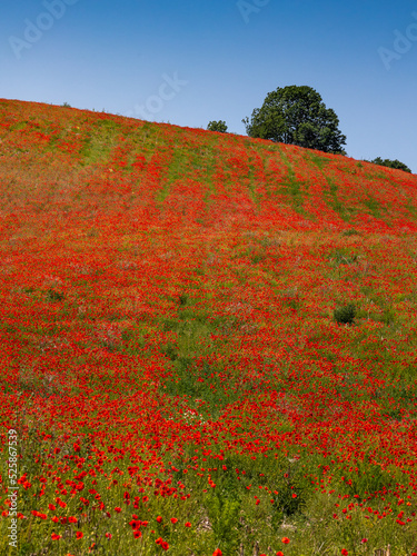 Amazing and large poppy field in Poland. The red color harmonizes beautifully with the blue of the sky. Summer landscape of the Opolskie Voivodeship.